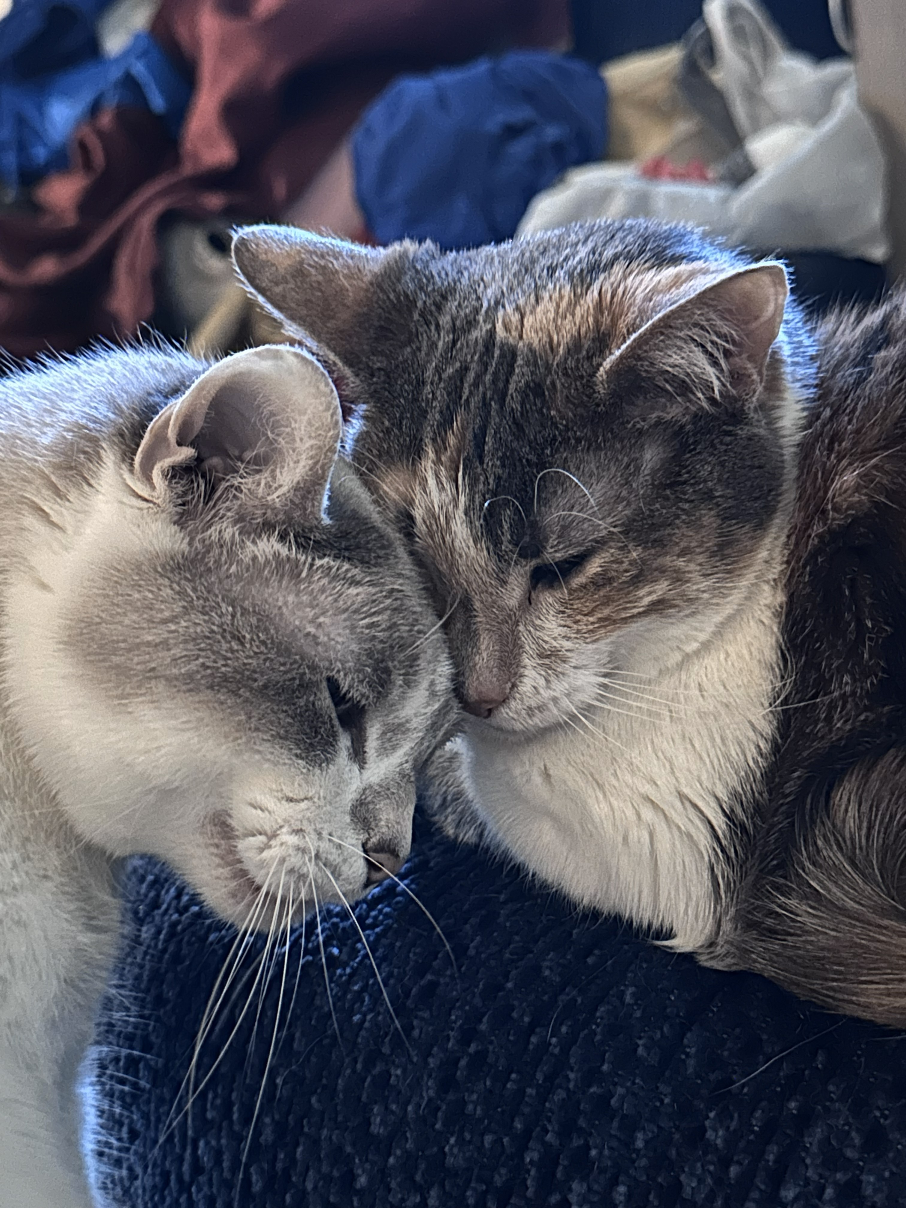 A photo of two cats